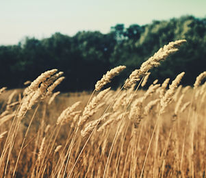 Wheat Field