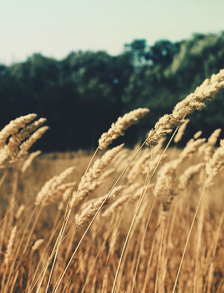 Wheat Field