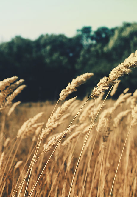 Wheat Field