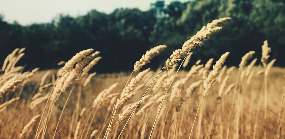 Wheat Field