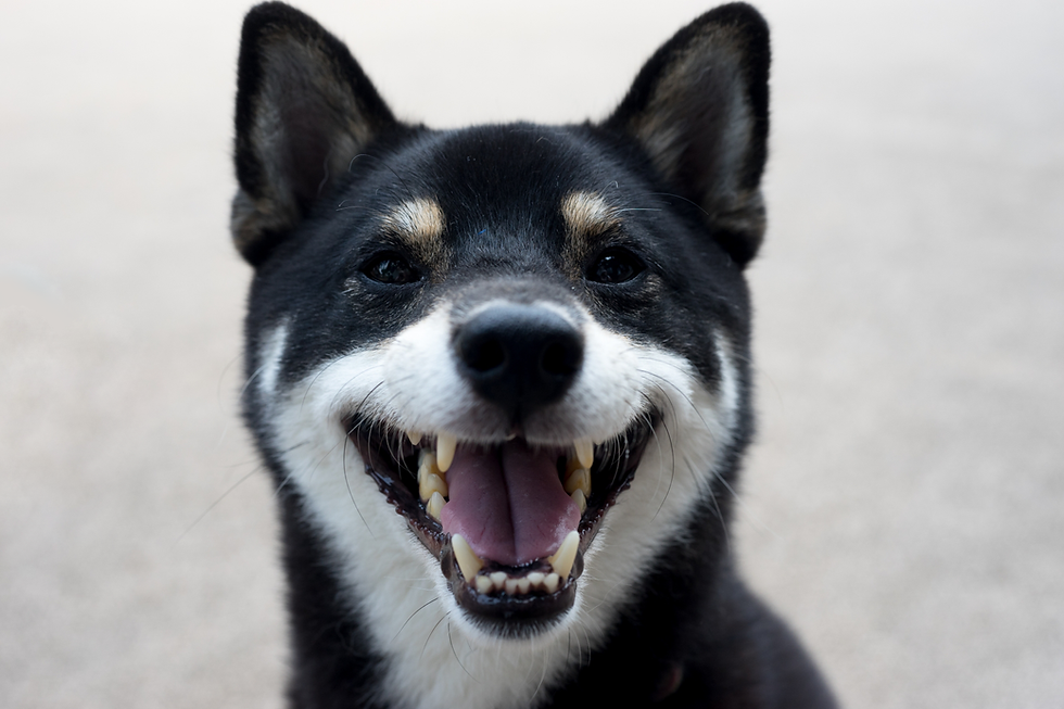 神奈川県相模原市の犬と猫の動物病院1