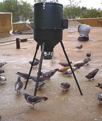 Pigeon Control Albuquerque