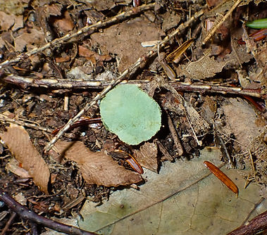 Photograph of a leaf chip.