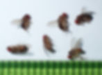 Photograph of several eye gnats,