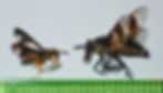 A photograph of two deer flies.