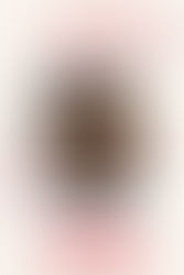 RECENSIONE : Bemused - Il canto immortale