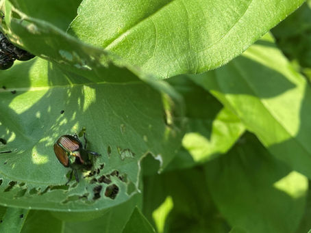 The Ugliness of Organic Gardening