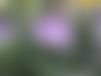 LMS Revisited - Lisianthus Update