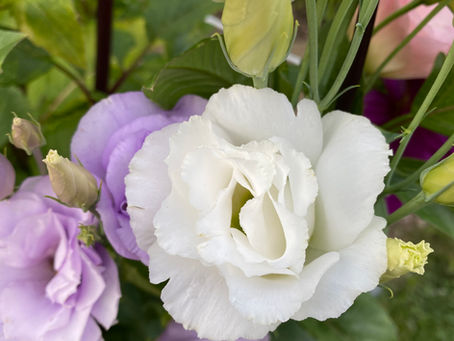 The Lisianthus Saga Continues!