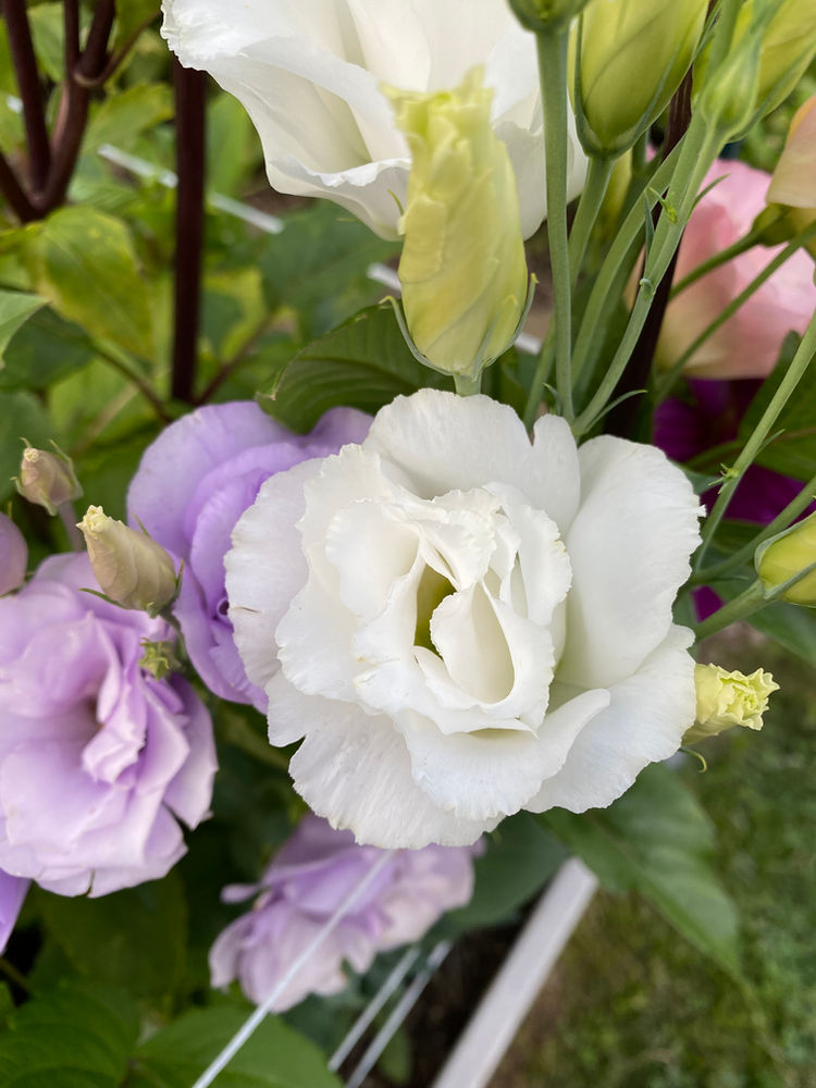 The Lisianthus Saga Continues!