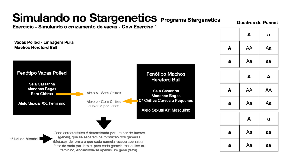Simulação Stragenetics