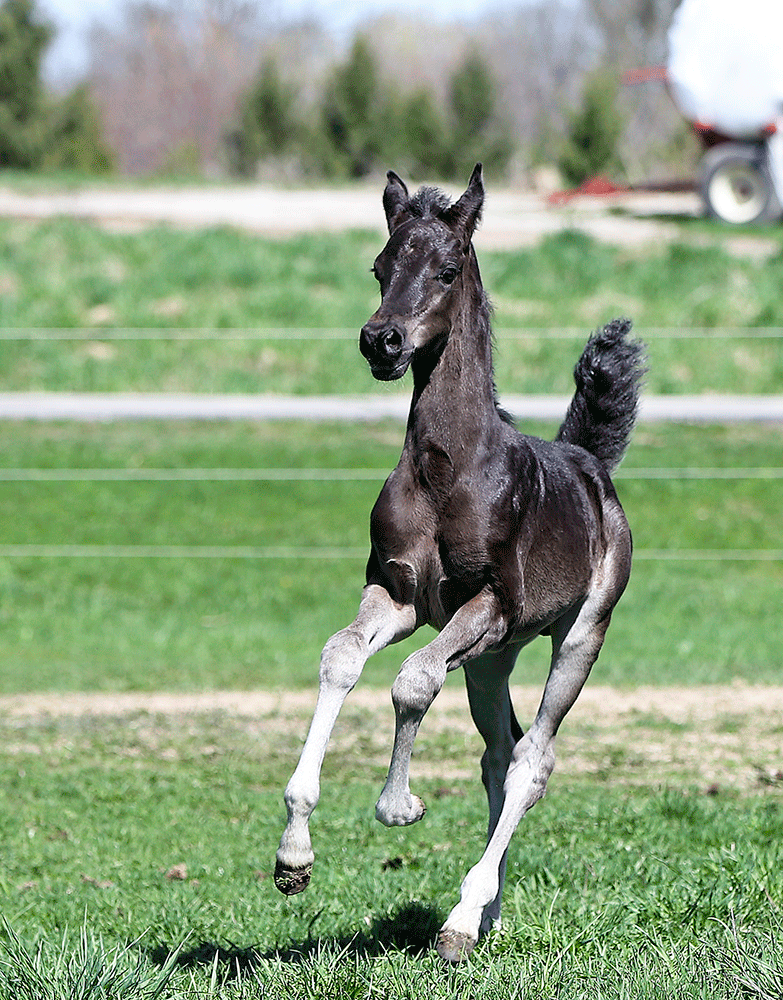 Arabian Colt