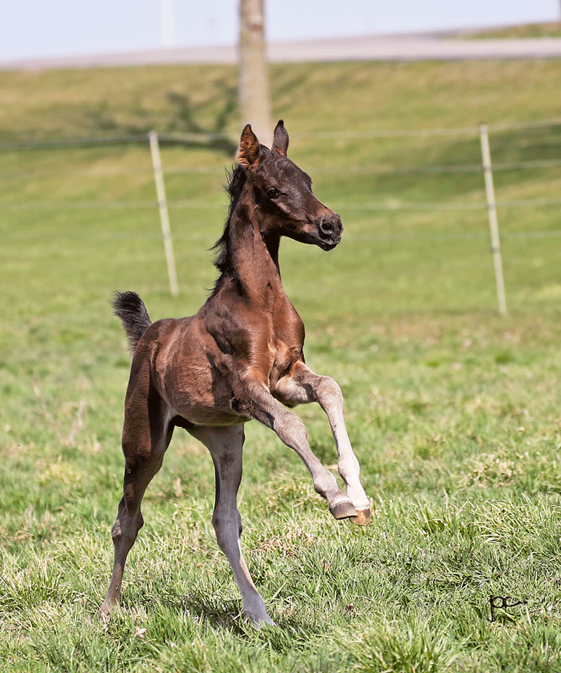 Arabian Colt