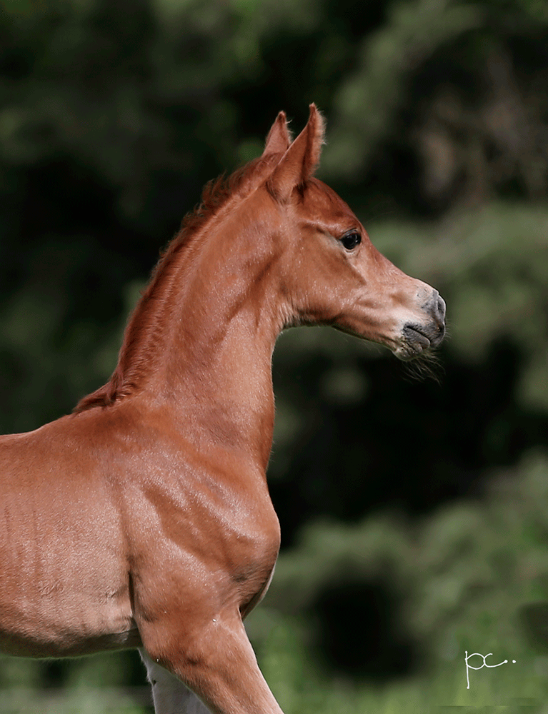 Arabian Colt