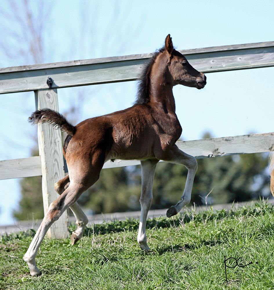 Arabian FIlly