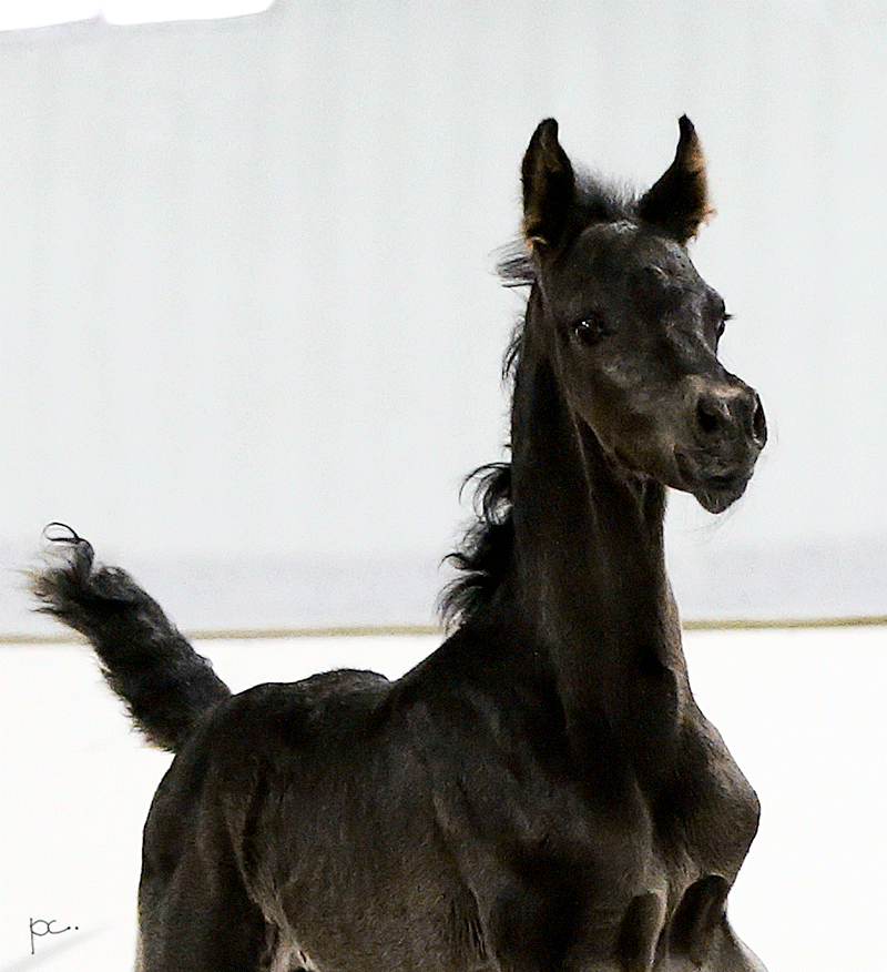 Arabian Colt