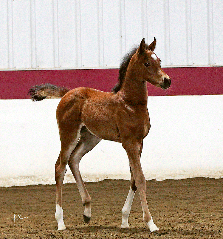 Arabian Colt