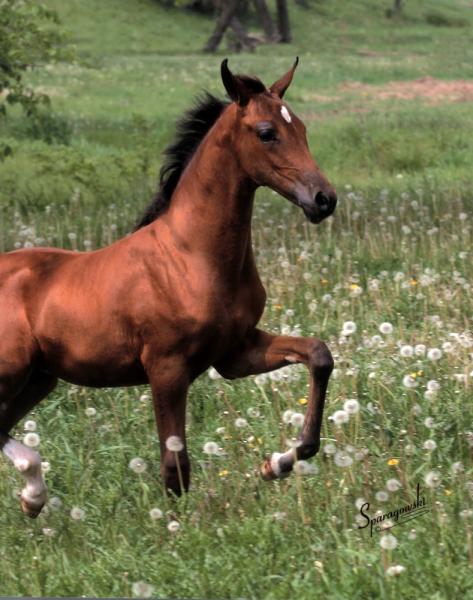 Half-Arabian Filly
