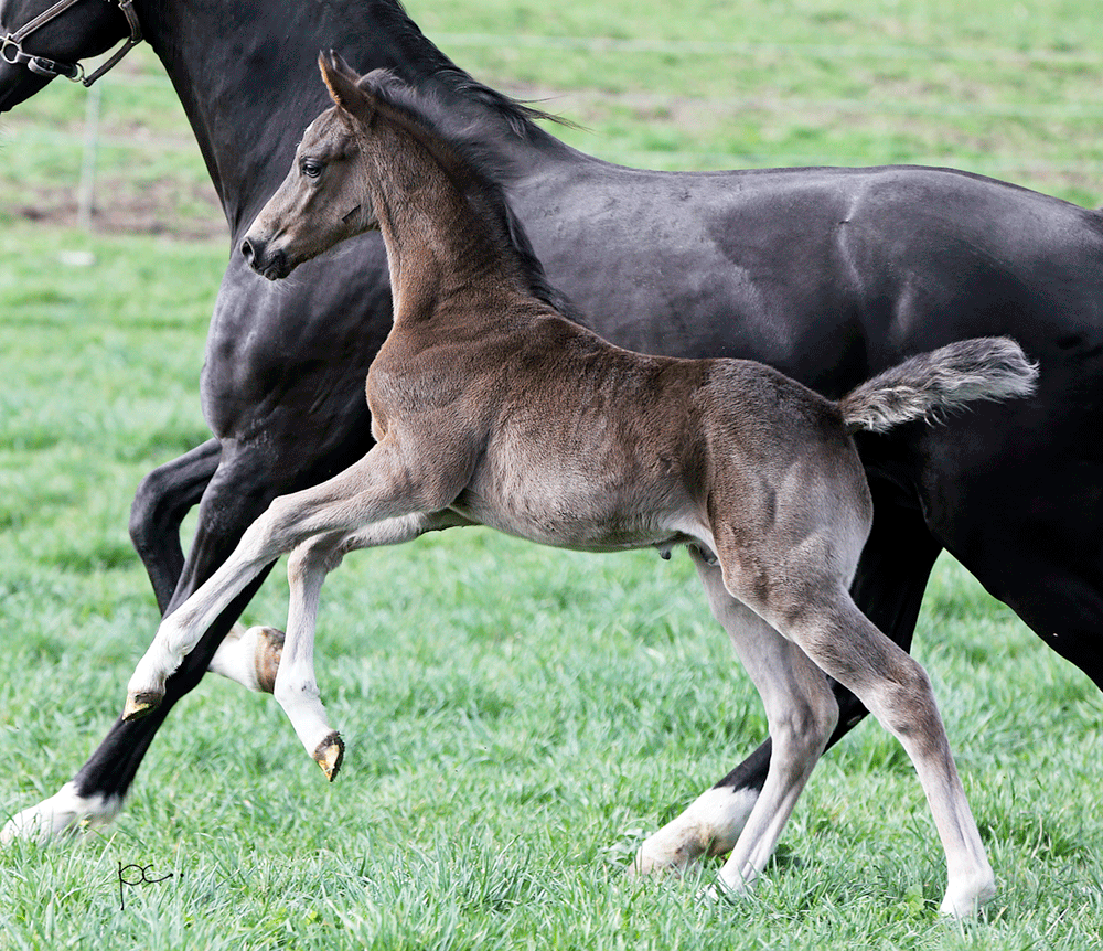 Half Arabian Colt