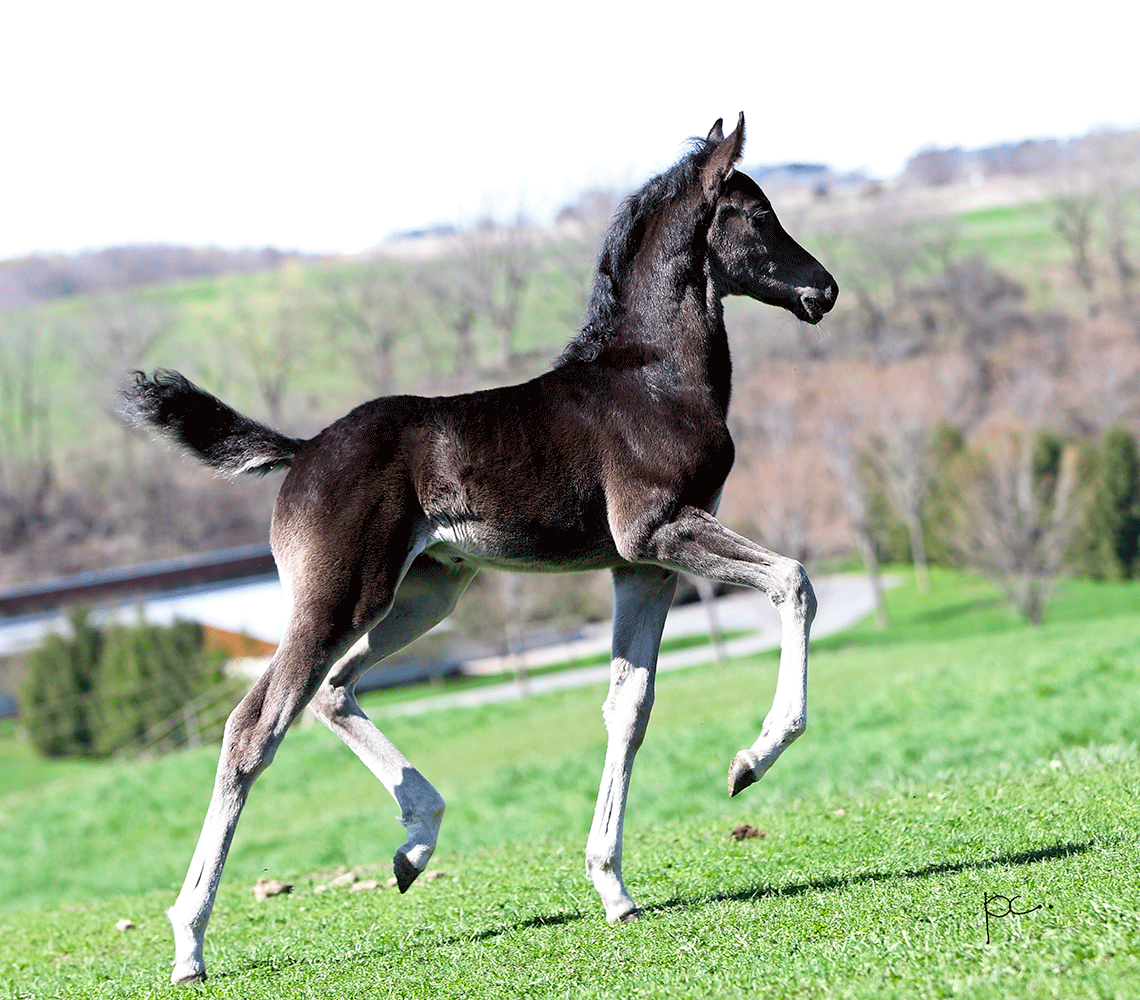 Arabian Colt