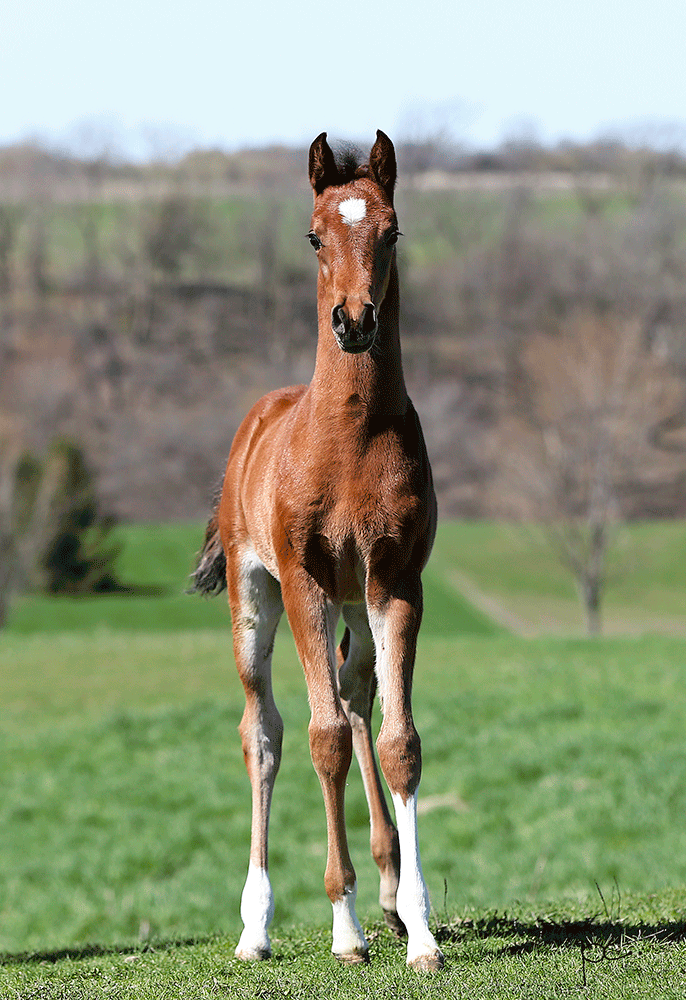Arabian Colt