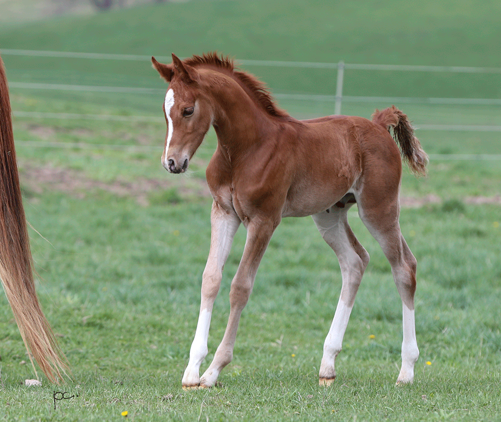 Half Arabian Colt