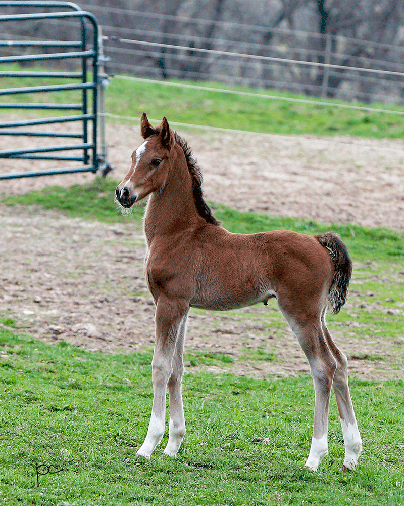 Half Arabian Colt