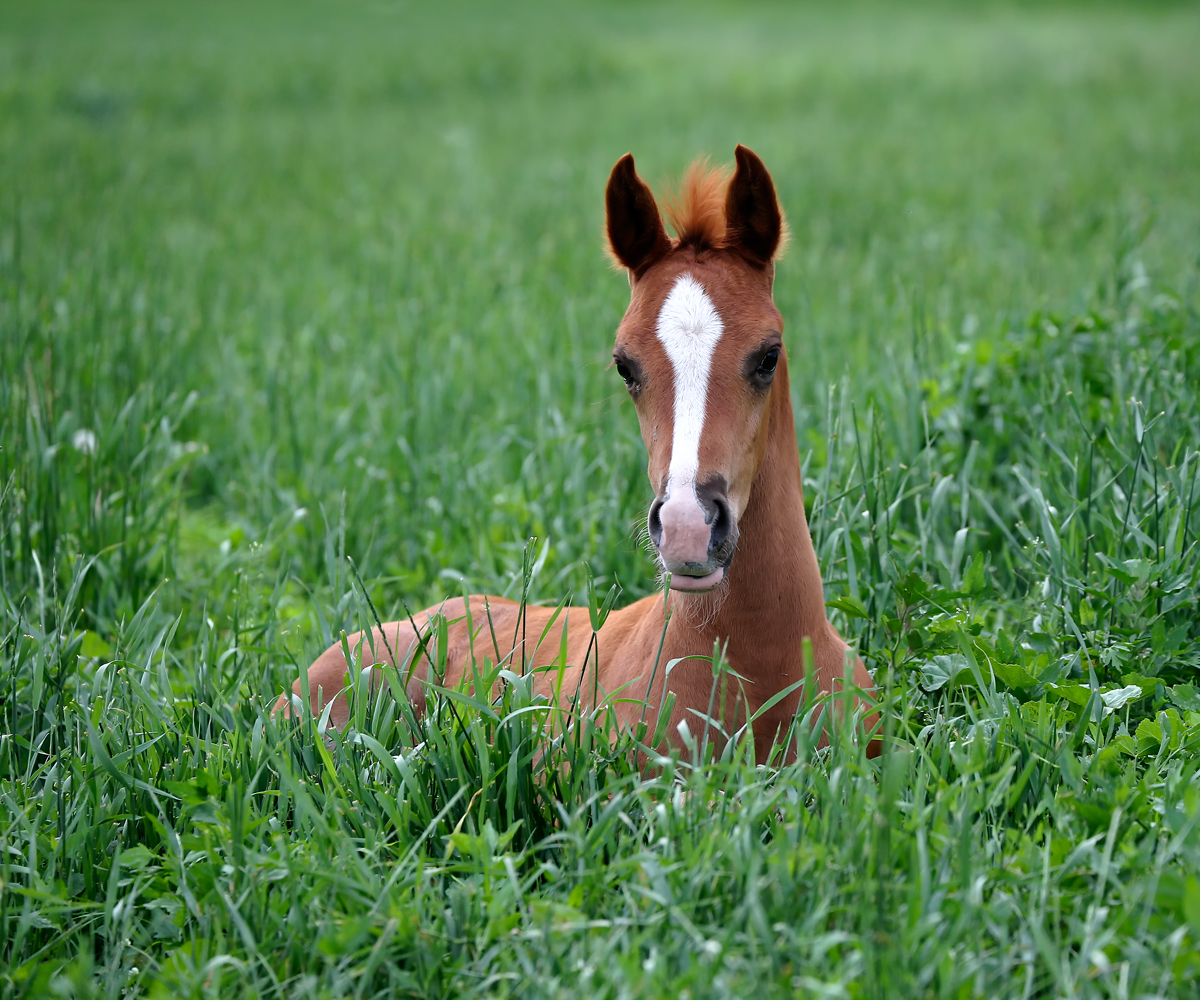 Arabian Colt