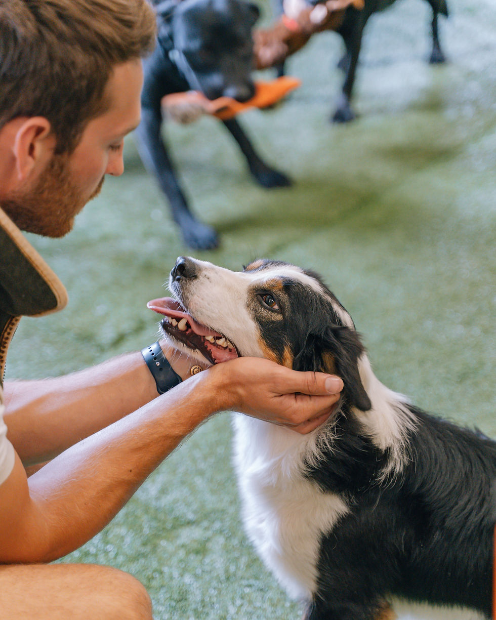 The daycare team giving dogs attention and cuddles at dog daycare near Norwich