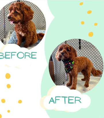 A picture of a dog before and after grooming at Kempton Park Farm Dog Grooming