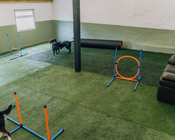 Indoor space at the daycare for dogs to enjoy activities and socialising