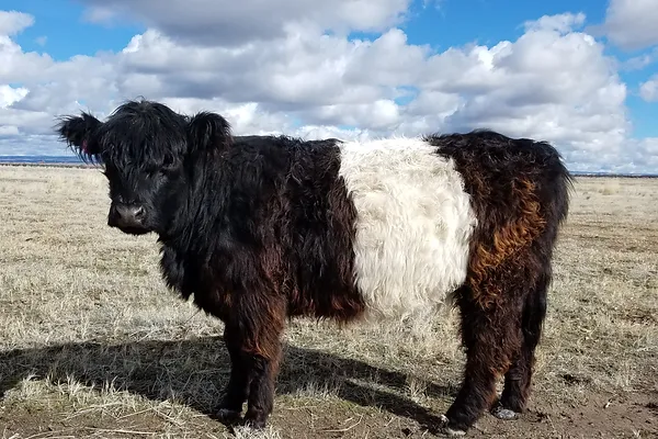 For Sale Cute Mini Cows