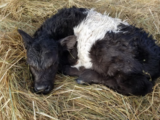 Cute Mini Cows For Sale | Farmshoppe Miniature Cattle ...