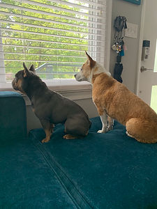 IMG_1006.jpeg