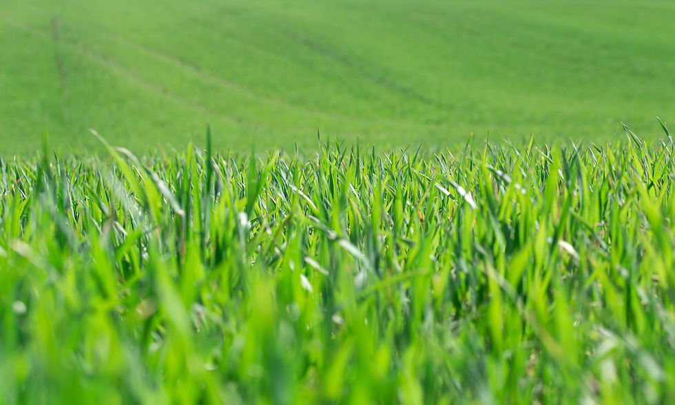 beautiful-green-wheat-fields-ukraine-green-wheat-sprouts-field-close-up-concept-ecology-pr
