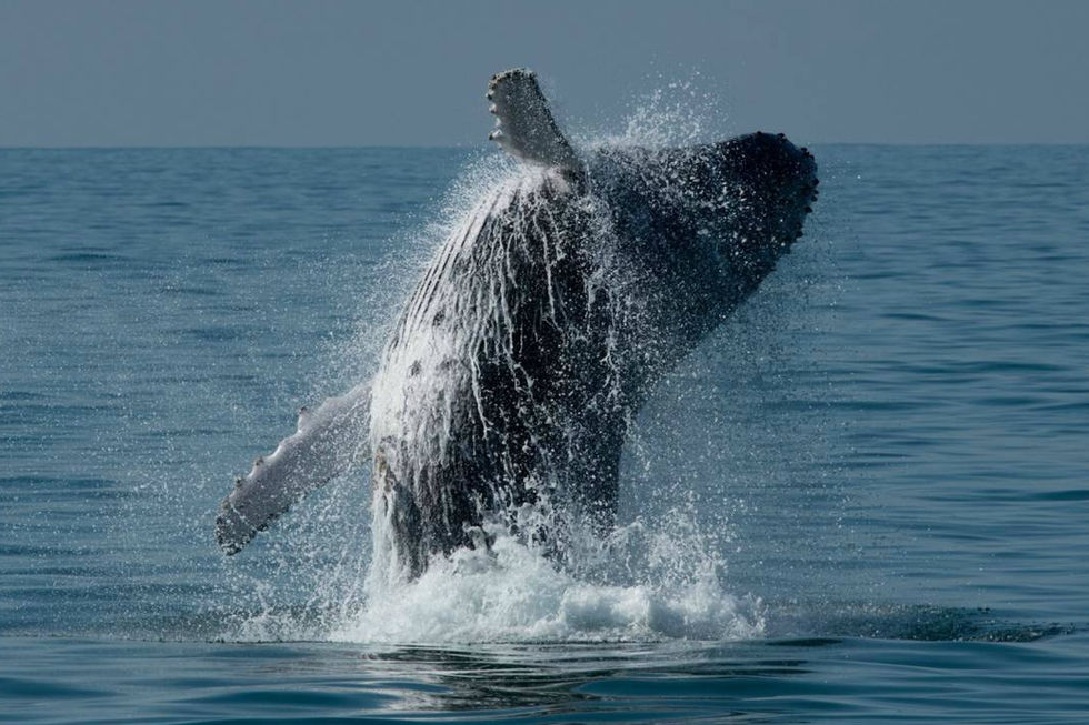 Temporada de avistamento de baleias começa em maio em Ilhabela