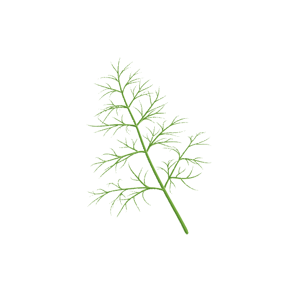 dill2.gif