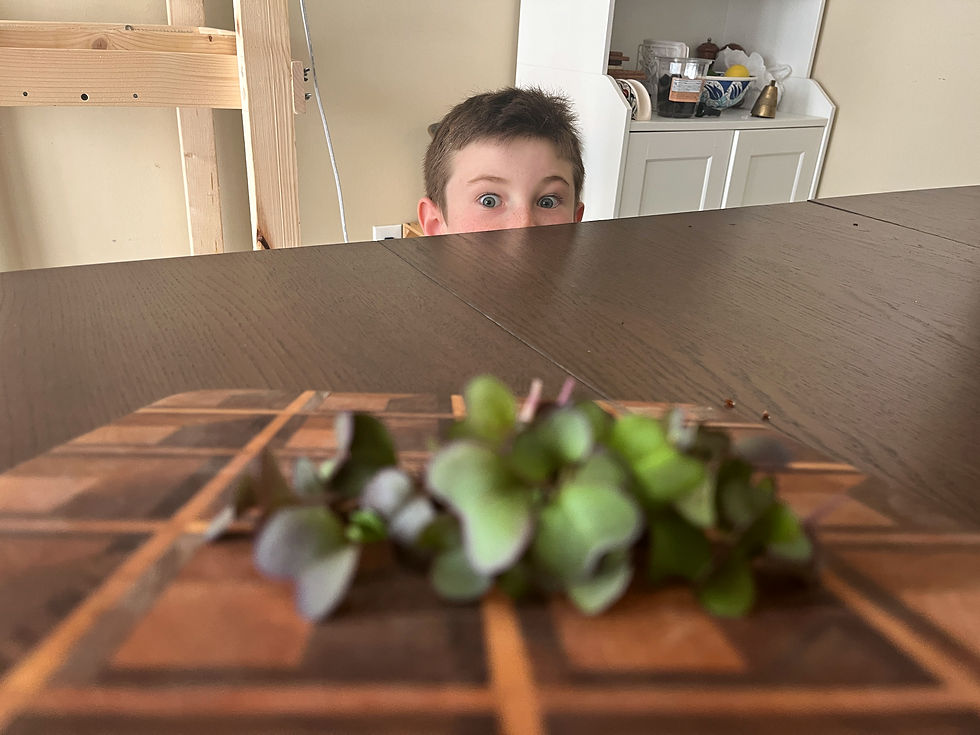 Thumbnail: Karl and Jeanne's son peeking over the table behind red radish microgreens