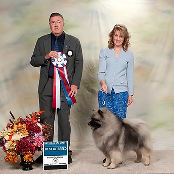 2019 Can GCh Am GCh Ashbrook's Maverick From Shainakees.png