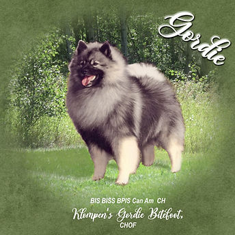 1994 Ch Klompen's Gordie Bitefoot.jpg
