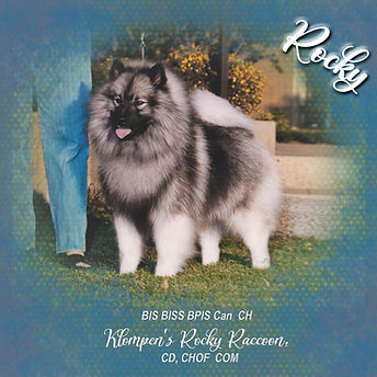 1987 Ch Klompen's Rocky Raccoon.jpg