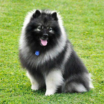 2015 GCh Keesridge Inferno.jpg