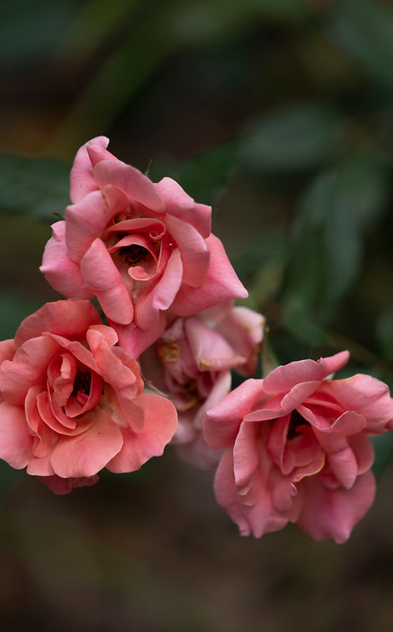 Rose blooms at Wister Gardens