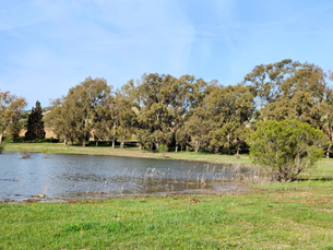Reviving Nature Through Lake Rejuvenation