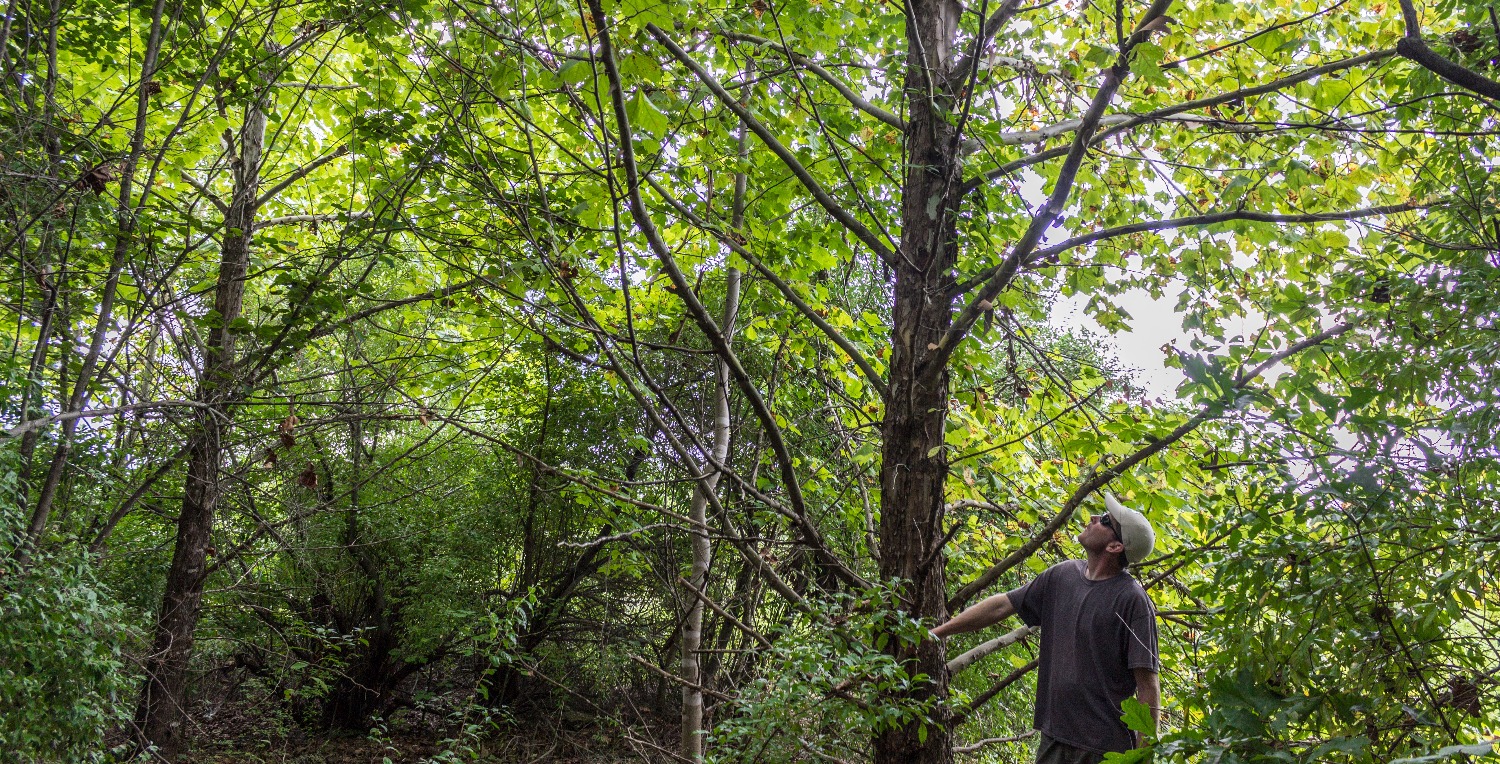 Green Forests Work | Reforestation Benefits