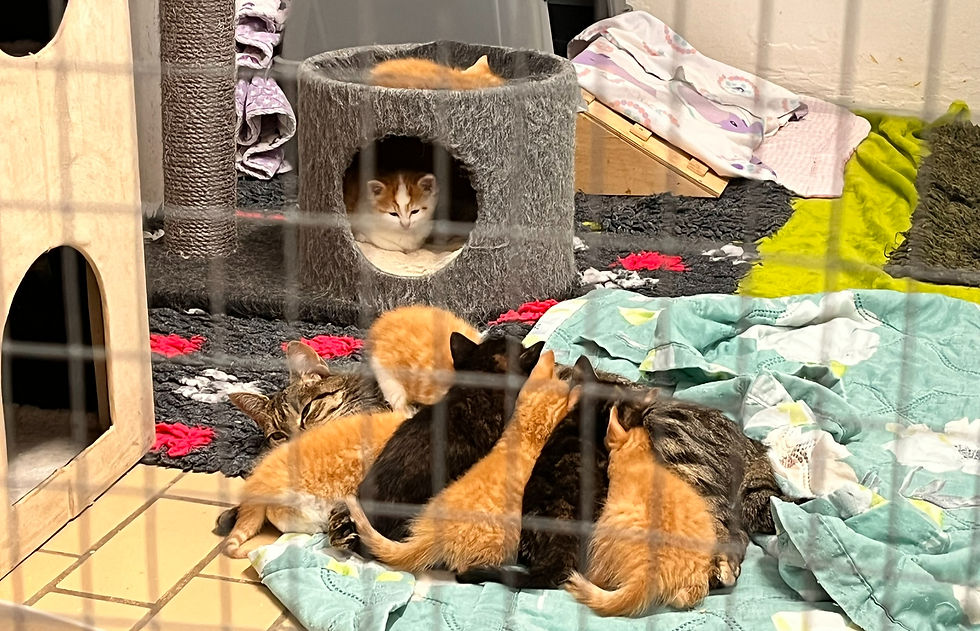 Luna, vores kærlige kattemor, ligger omsluttet af sine 8 sultne killinger – både egne og dumpede fosterkillinger – i katteinternatets rolige og trygge omgivelser. Foto: Soomi Lunau