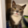 Cat mom.png