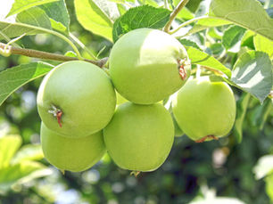 Le dilemme de l'éclaircissage : moins de fruits pour plus de saveur / Partie 1