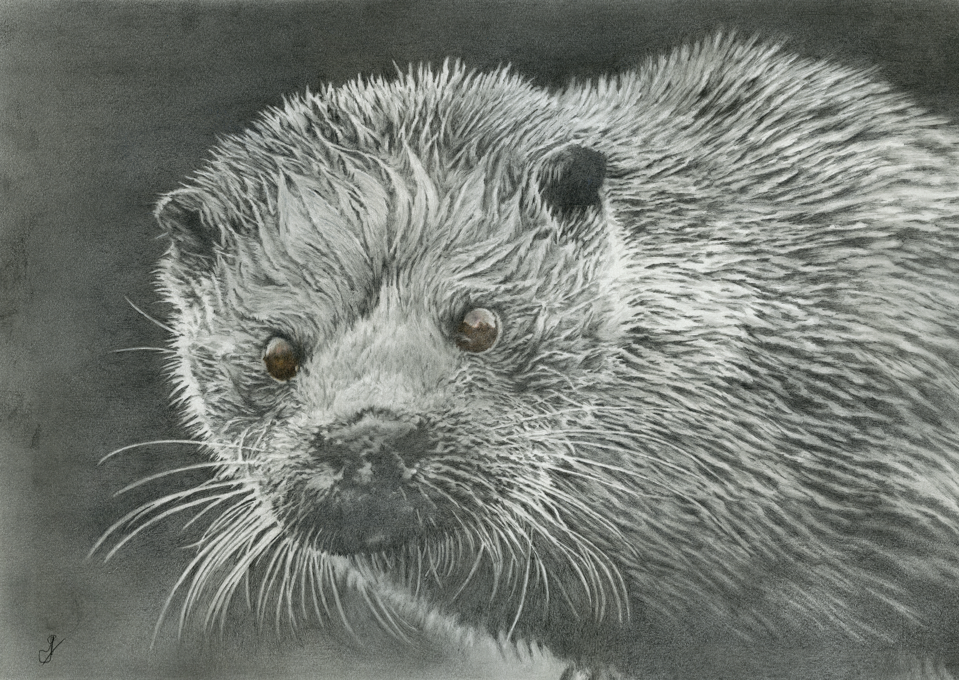 Shetland Sea Otter