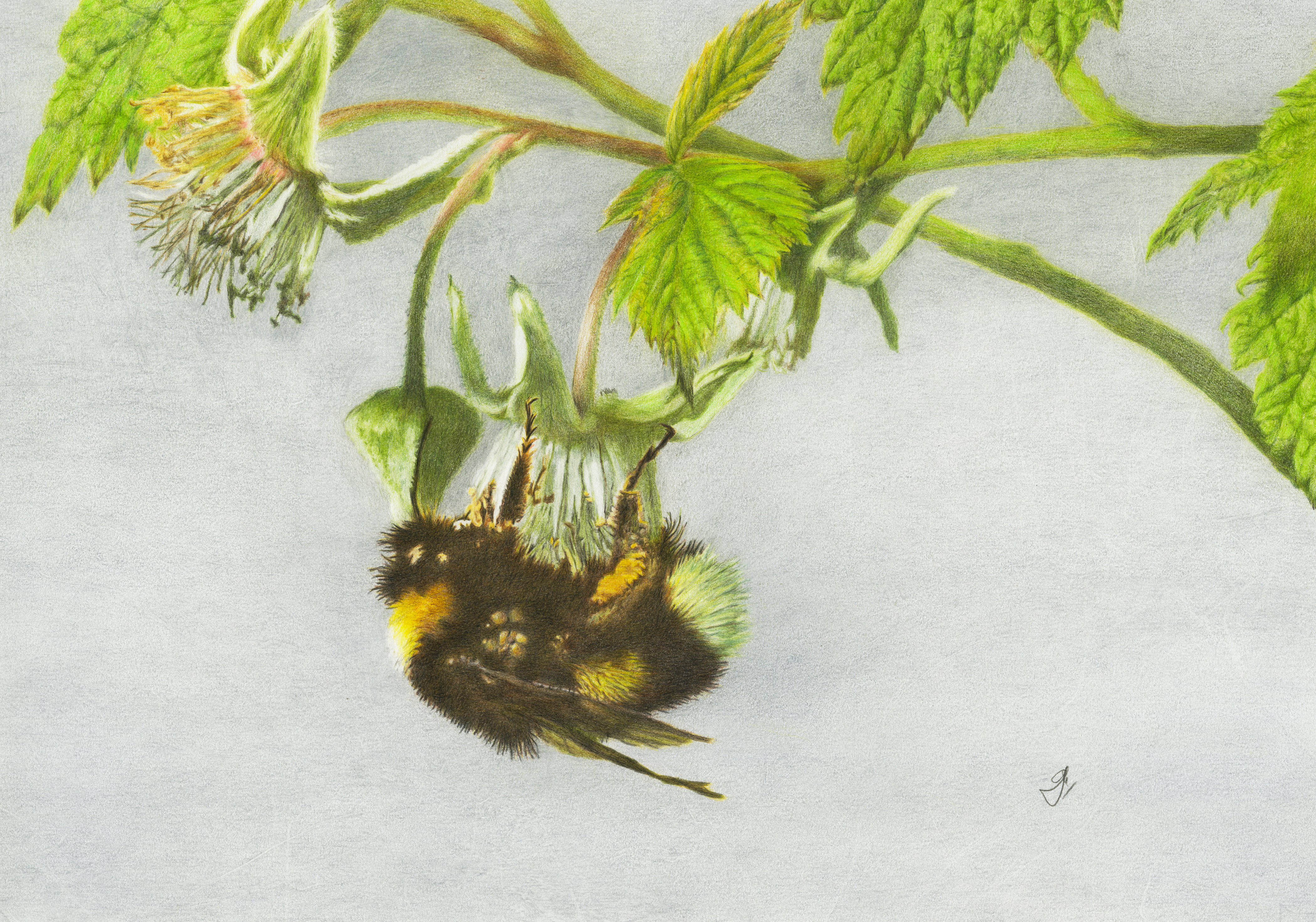 Bumblebee